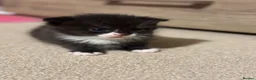 Mixed Breed cats for sale: 3 male kittens for sale  in Evesham - Advert 16