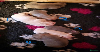 French Bulldog dogs - Advert 3