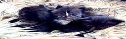 Ragdoll cats for sale: 6 Beautiful brown/black Ragdoll kittens X - Advert 8