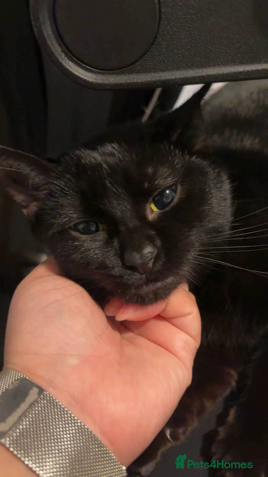 British Shorthair cats for sale: 1 year old Female, British Shorthair in Worthing - Advert 1