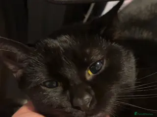 British Shorthair cats 1 year old Female, British Shorthair - Advert 2