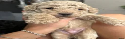 Toy Poodle dogs for sale: 3 Toy poodle pups  - Advert 4