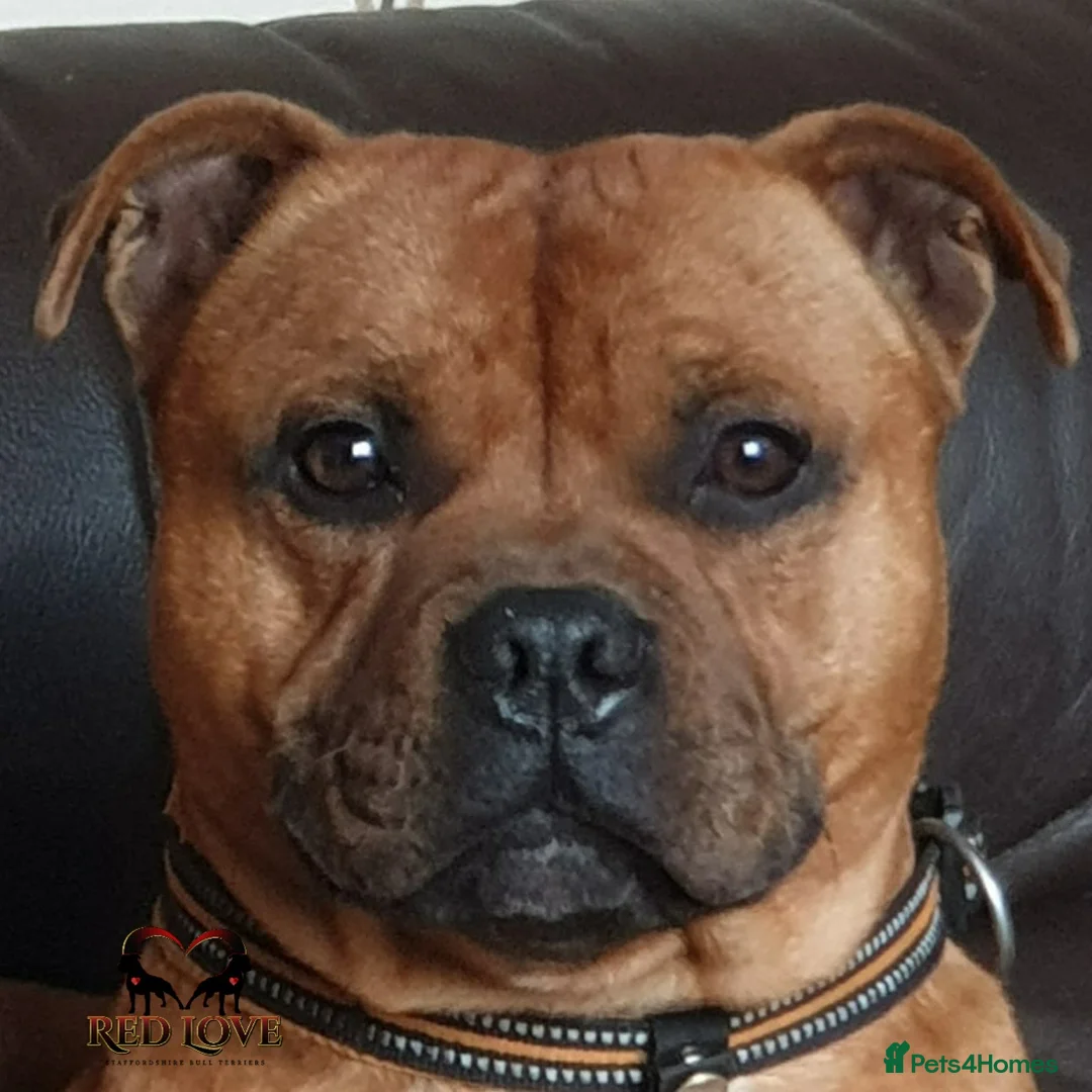Staffordshire Bull Terrier dogs for stud: 🥨CHIEF CHAMPION SIRED.🥨🏆  in Rochdale - Advert 9