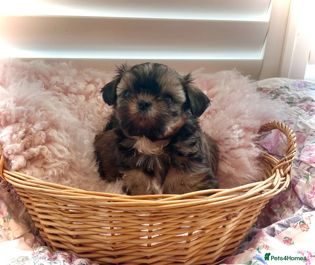 Shih Tzu dogs for sale: Imperial Shih Tzu puppies in Dorchester - Advert 9