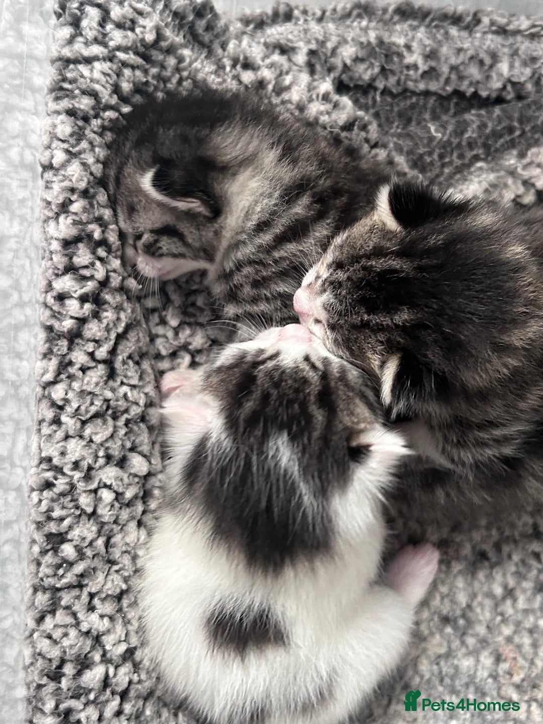 Mixed Breed cats for sale: Healthy, affectionate Kittens ready for  **  - Advert 10