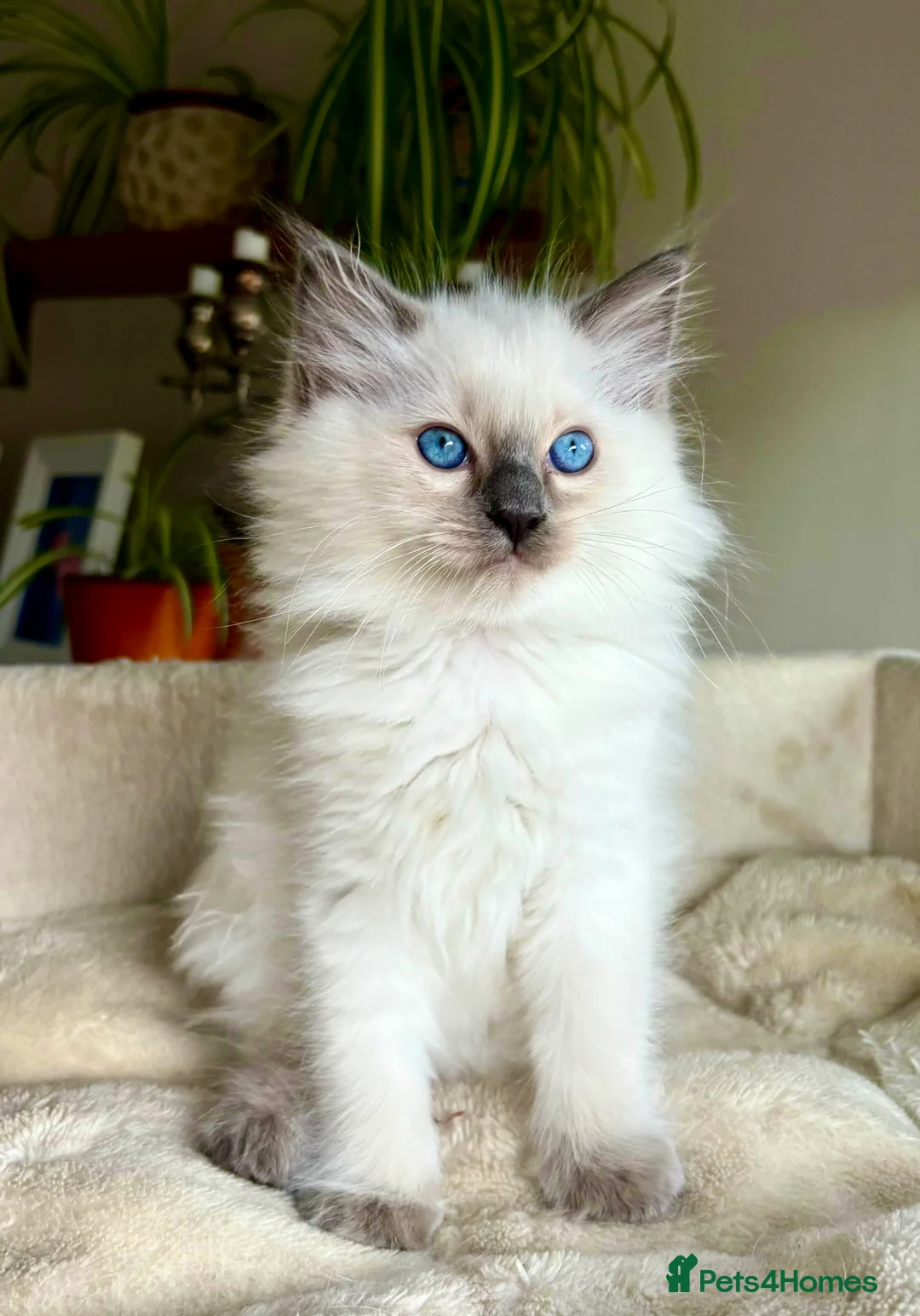 Ragdoll cats for stud: Blue point Ragdoll male for stud duty  in Purley - Advert 16