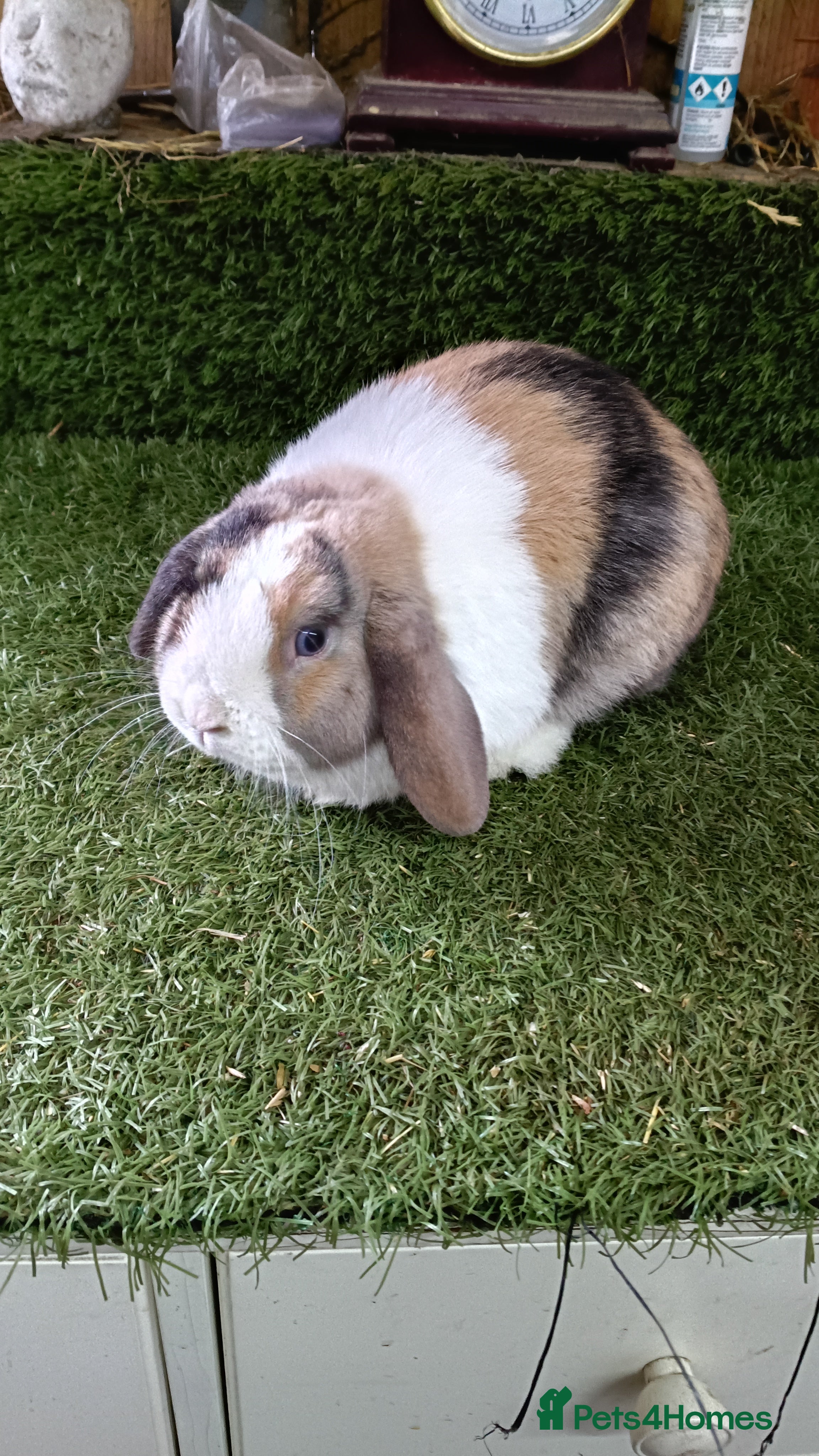 Mini Lop rabbits Pure mini lops  - Advert 22