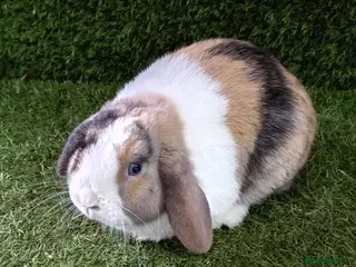 Mini Lop rabbits Pure mini lops - Advert 22