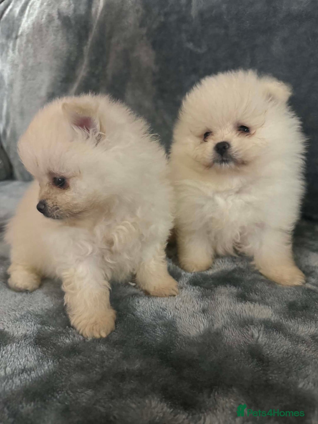 Pomeranian dogs for sale: Teddy bear optic white Pomeranians puppies - Advert 22