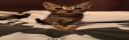 American Wirehair cats for sale: 1 Male 1 Female kitten - Advert 8