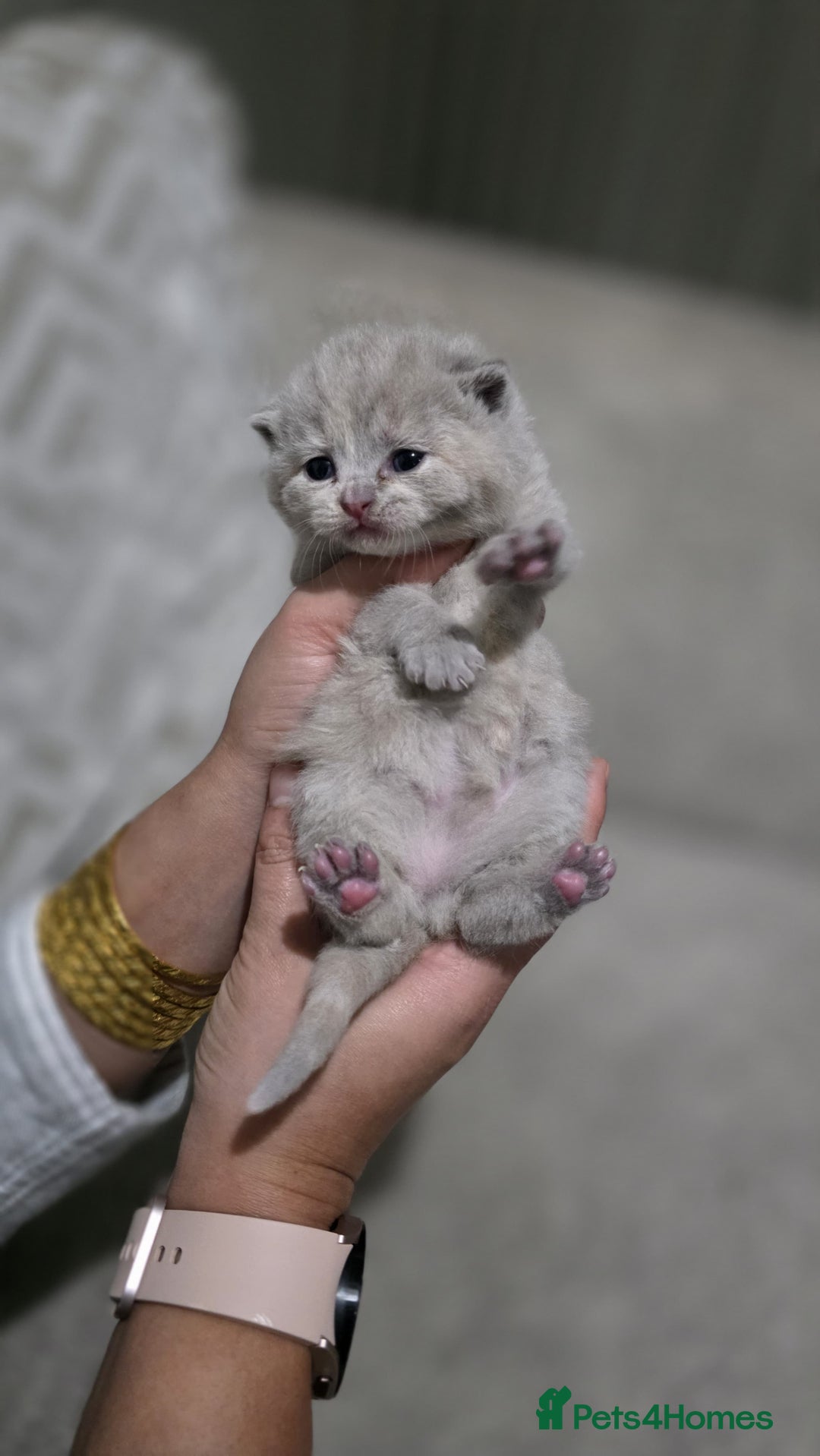 British Shorthair cats for sale: ** LAST ONE LEFT BLUE MALE British Shorthair ** - Advert 28