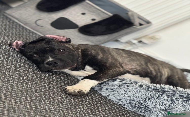 Cane Corso dogs - Advert 1