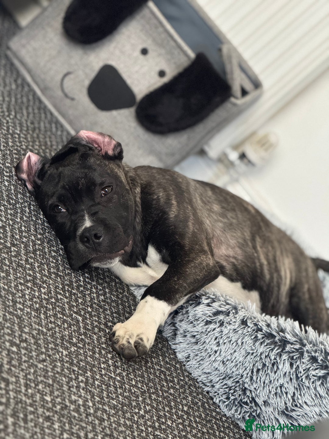 Cane Corso dogs for sale: Male cane corso pup  - Image 1