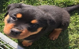 Rottweiler dogs for sale: 🐾💪 Powerful & Loyal Rottweiler Pups for Sale🛡️ - Image 6