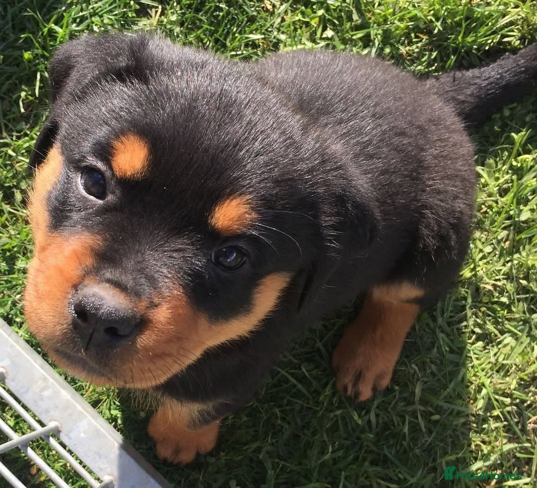 Rottweiler dogs for sale: 🐾💪 Powerful & Loyal Rottweiler Pups for Sale🛡️ - Image 6