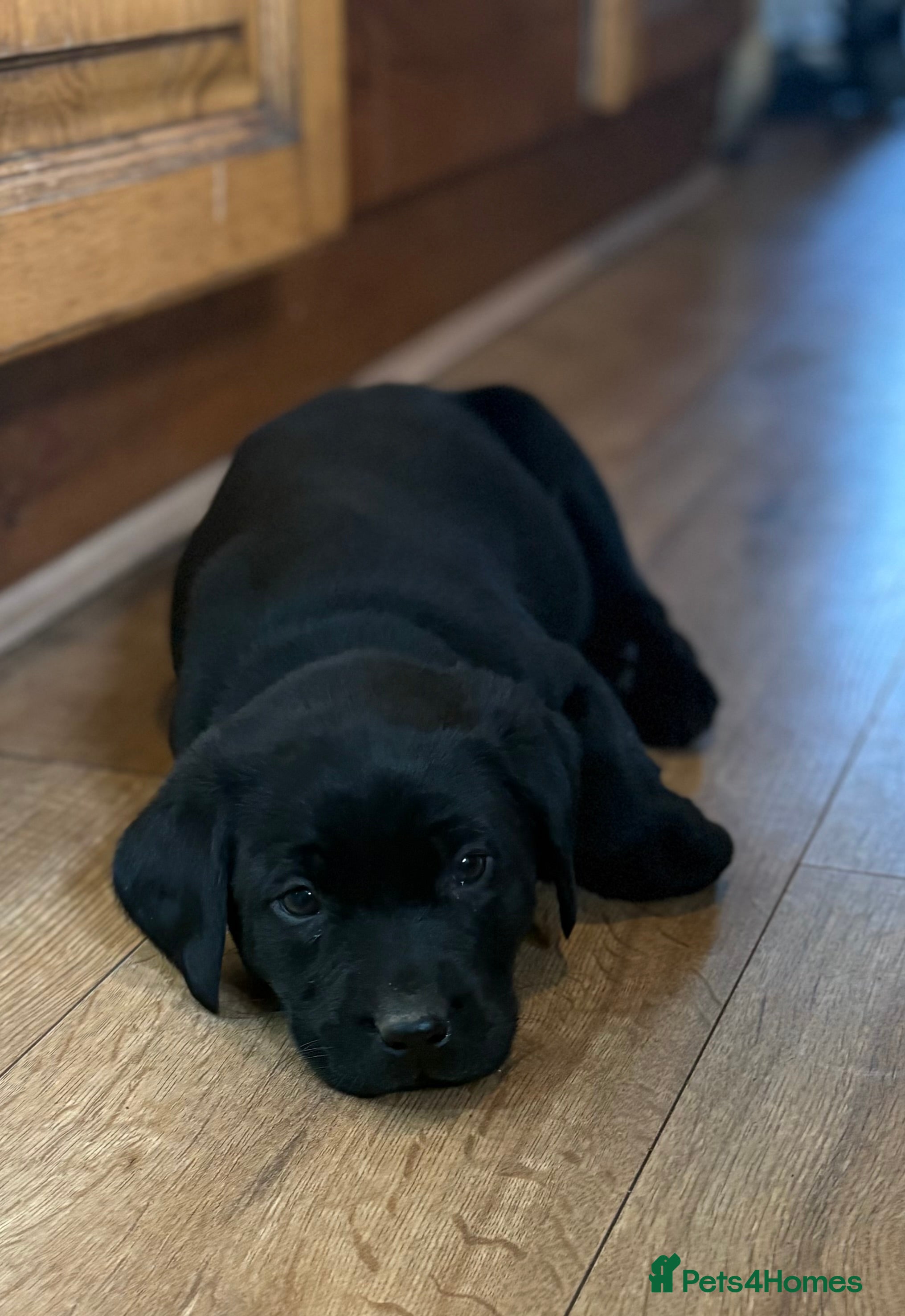 Labrador Retriever dogs 🐶KC Registered Labradors 🐶 - Advert 7