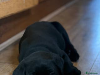 Labrador Retriever dogs 🐶KC Registered Labradors 🐶 - Advert 7