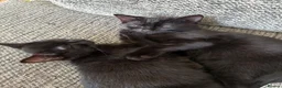 Mixed Breed cats for sale: Ragdoll x Bombay Female Kitten - Advert 7