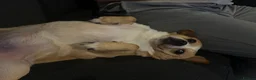 Mixed Breed dogs for sale: Pug cross (pixie,Dusty,Roxie) - Advert 3