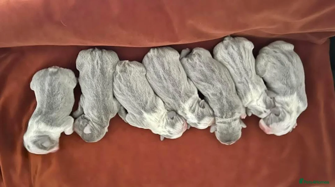 French Bulldog dogs for stud: 🩷 PINK FLUFFY BOY FOR STUD 🩷 - Advert 9