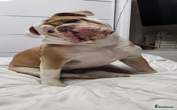 Olde English Bulldogge dogs for stud: Our son aka STITCH beautiful boy for stud aged 2 - Image 8