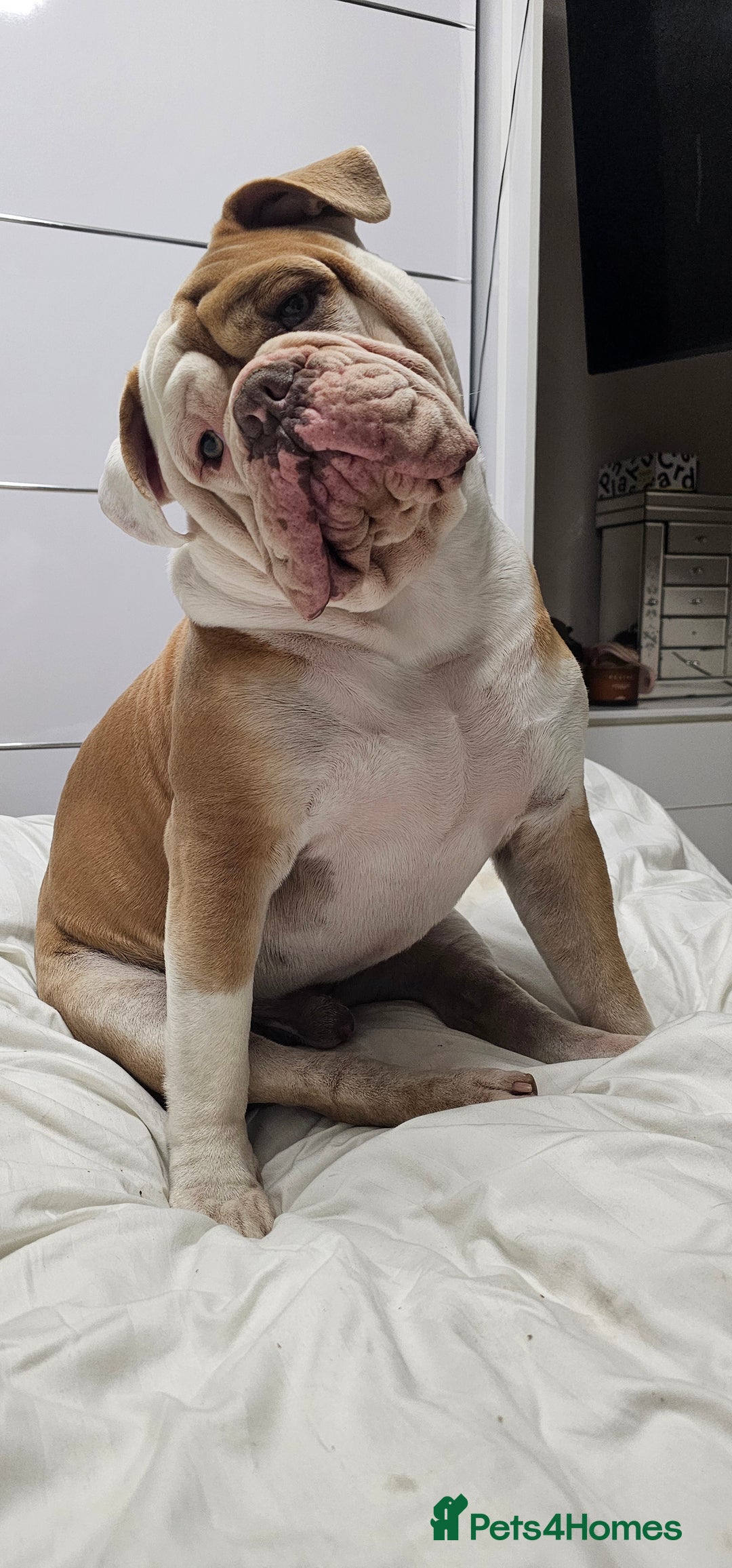 Olde English Bulldogge dogs for stud: Our son aka STITCH beautiful boy for stud aged 2 - Image 8