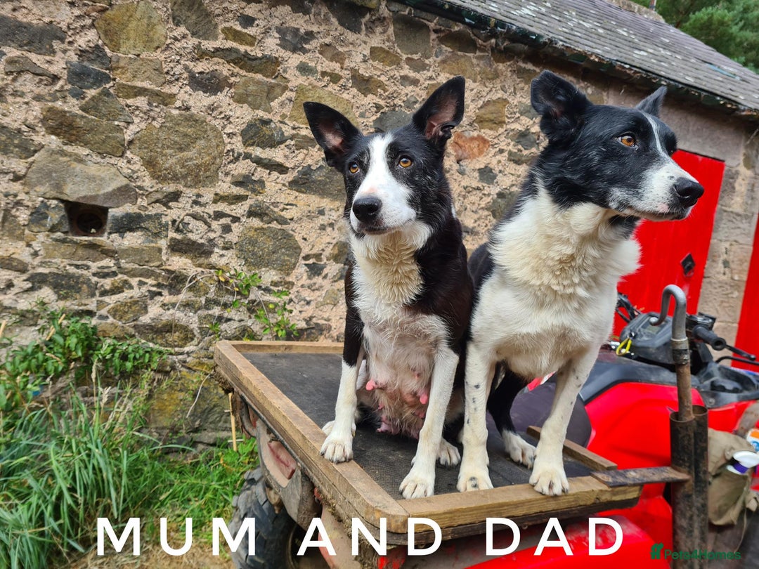 Border Collie dogs for sale: Beautiful farm-bred collie pups - Image 6