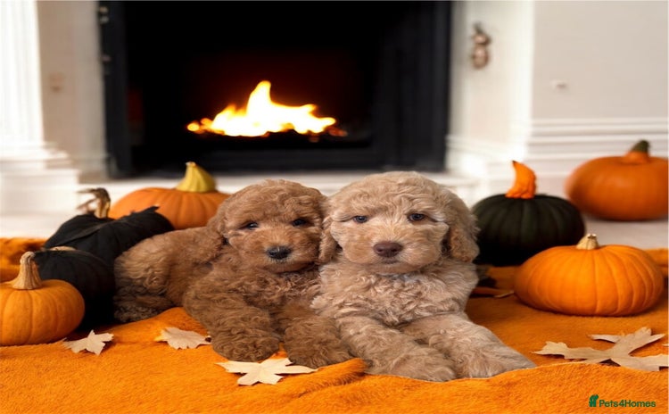 Australian Labradoodle dogs - Advert 2