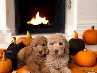 Australian Labradoodle dogs - Advert 1