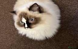 Ragdoll cats for sale: Mochi - Image 4