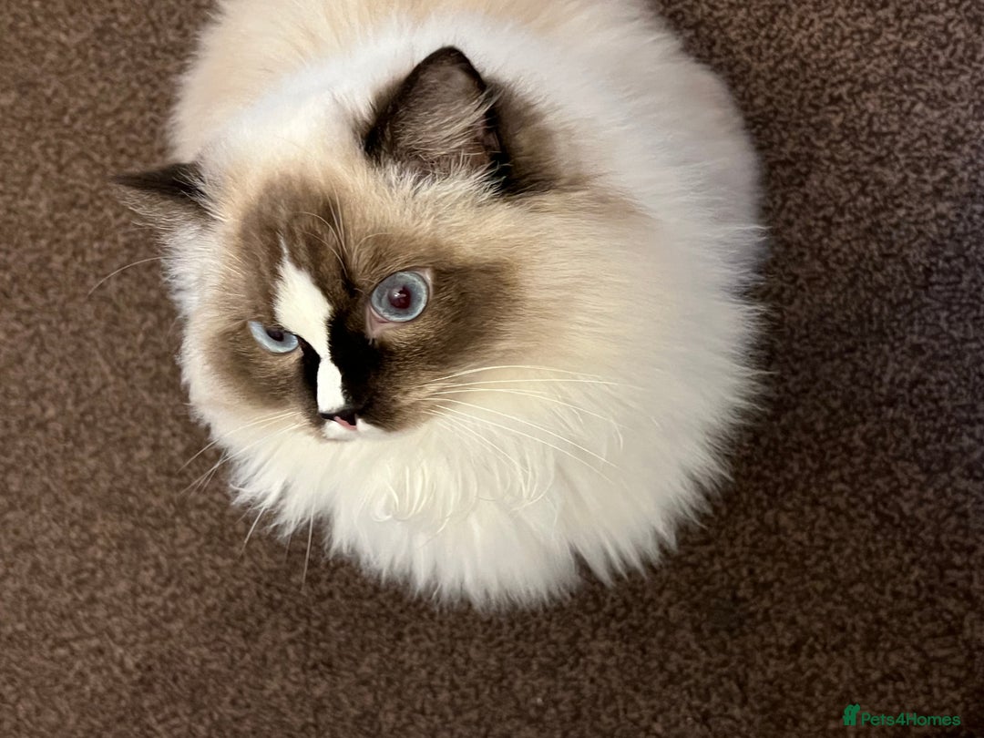 Ragdoll cats for sale: Mochi - Image 4