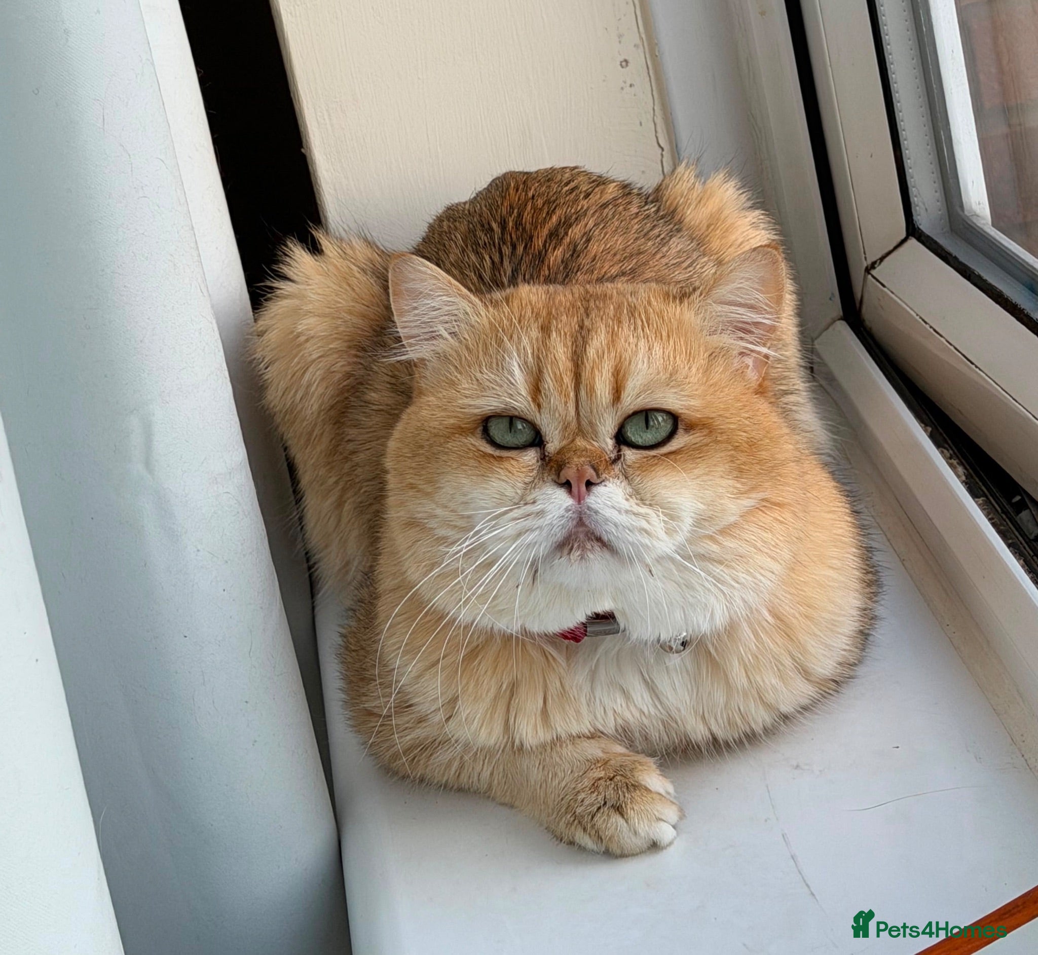 British Shorthair cats British Shorthair - Advert 2