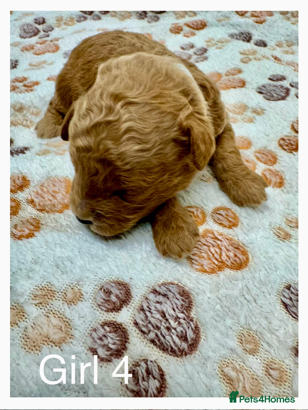 Cockapoo dogs for sale: Outstanding F1b Cockapoo Fully Health Tested  - Advert 27