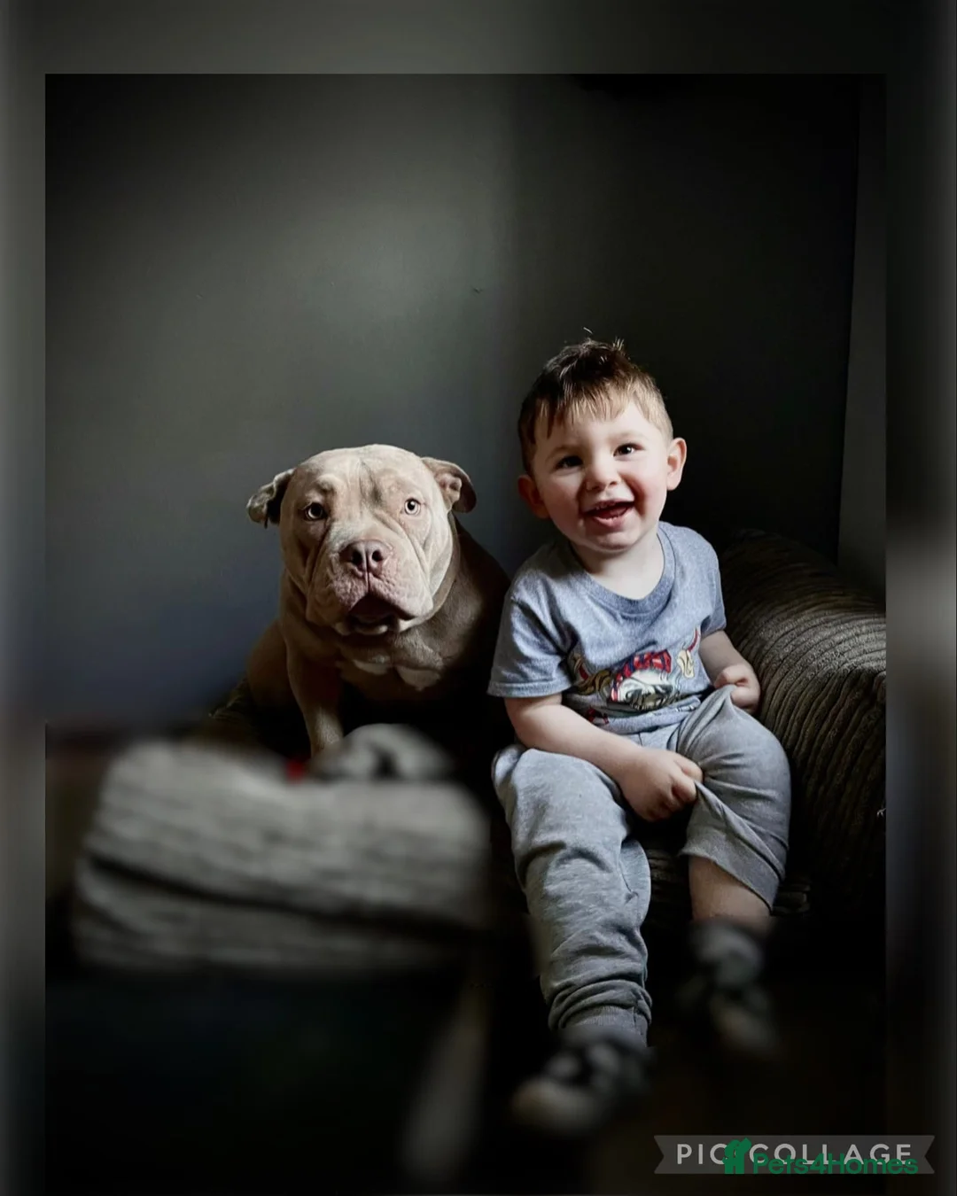 American Bully dogs for sale: 4 year old bully amazing dog  in Congleton - Advert 2