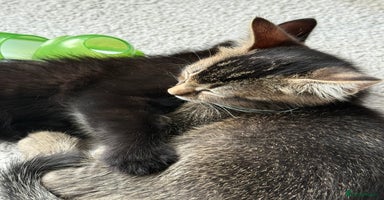 Mixed Breed cats - Advert 4