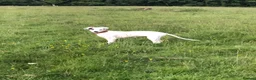 Mixed Breed dogs for sale: Saluki collie grey 14 weeks old, Girl  in Crook - Advert 8