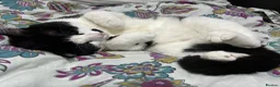 Mixed Breed cats for sale: Thor – A Striking, Really Affectionate Tuxedo Boy! in Brentwood - Advert 4