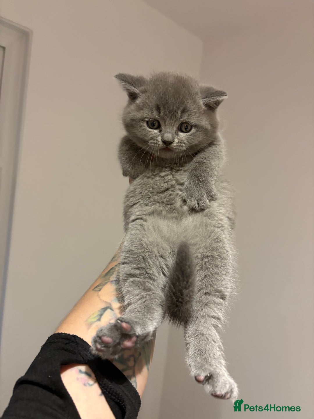 British Shorthair cats for sale:  LAST 3 British shorthair BLUE AND BLACK - Advert 11