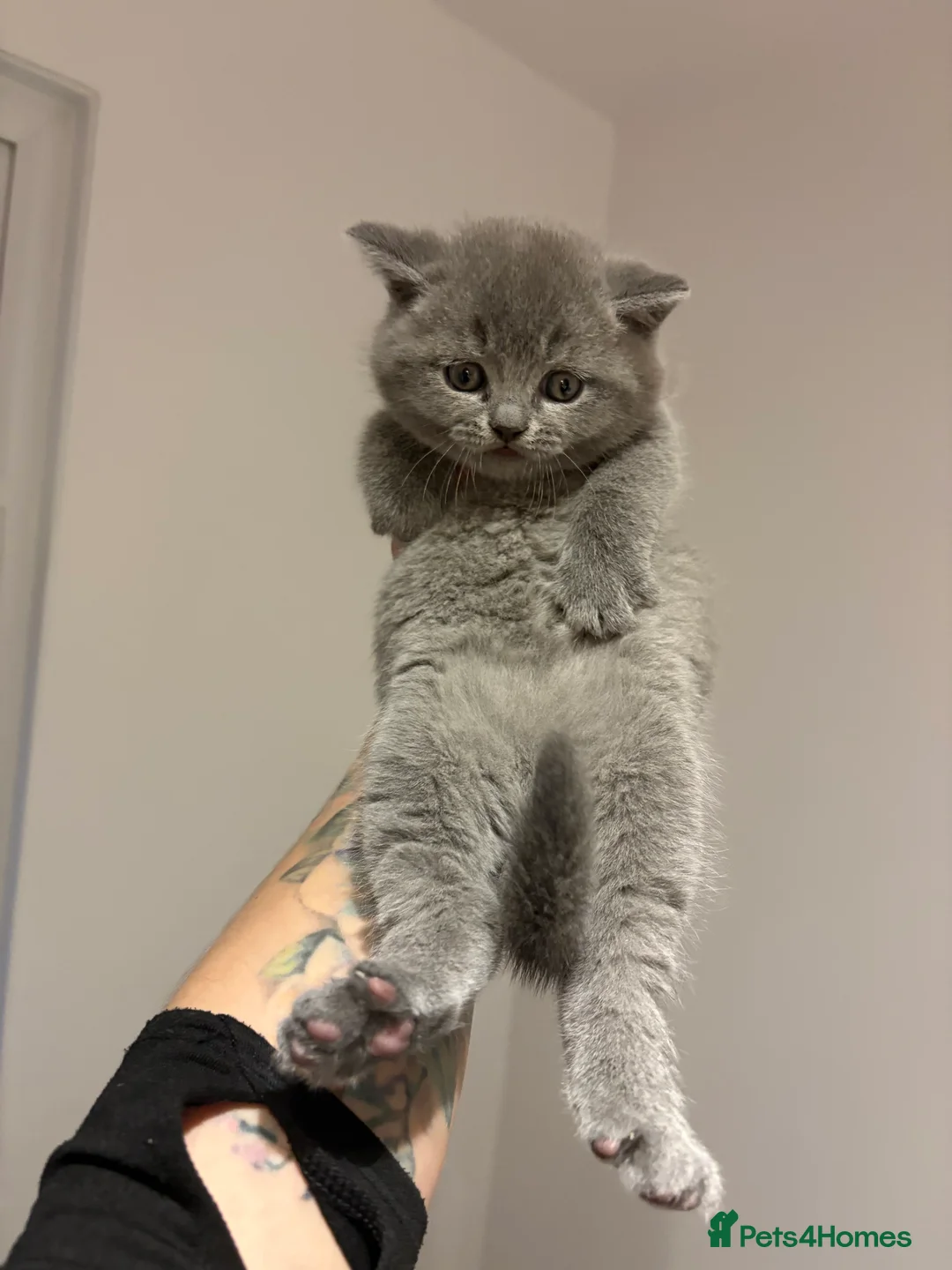 British Shorthair cats for sale: Ready NOW !🫶BLUE FEMALE GIRL GCCF registered 😻  - Advert 6