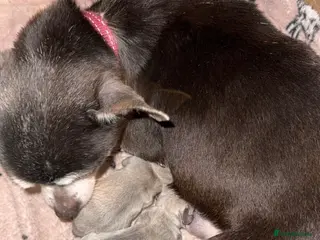 Chihuahua dogs 1 Male 1 female chihuahua for loving homes - Advert 16