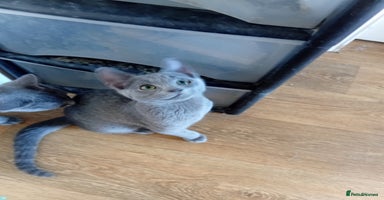 Russian Blue cats - Advert 15