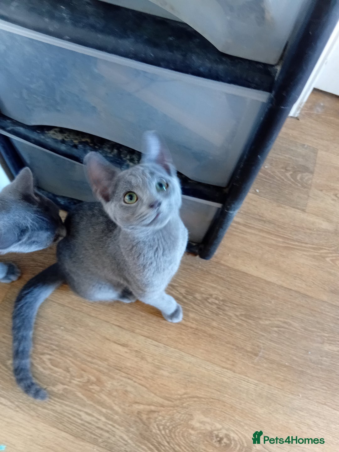 Russian Blue cats for sale: Russian Blue Kittens - Image 3