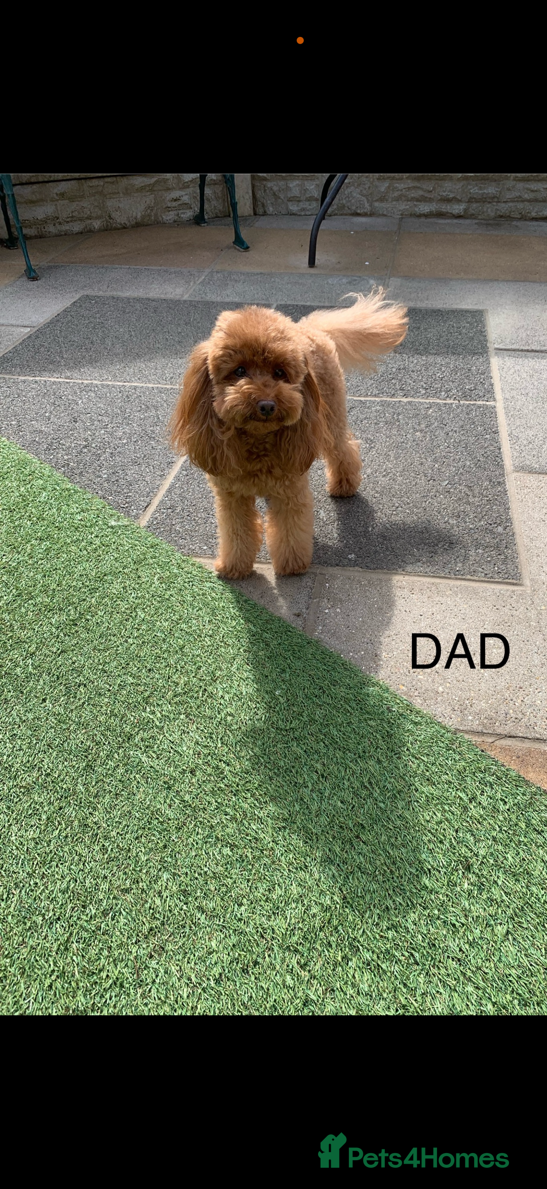 Maltipoo dogs for sale: Toy poodle cross maltipoo puppies little puppies  - Advert 13