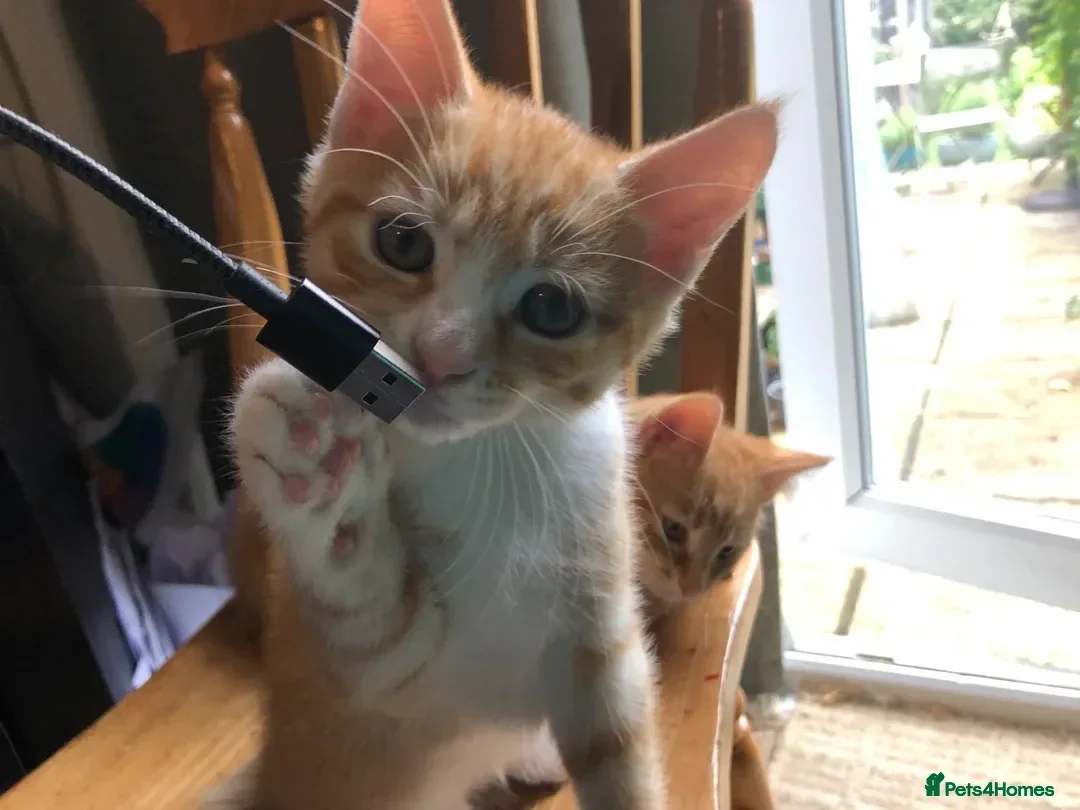 Mixed Breed cats Beautiful kittens looking for loving homes - Advert 16