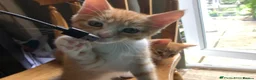 Mixed Breed cats for sale: Beautiful kittens looking for loving homes - Advert 1