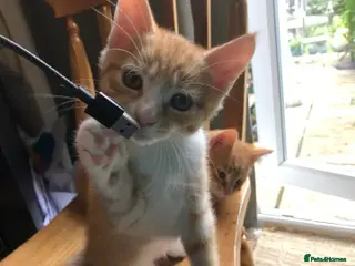 Mixed Breed cats Beautiful kittens looking for loving homes - Advert 4