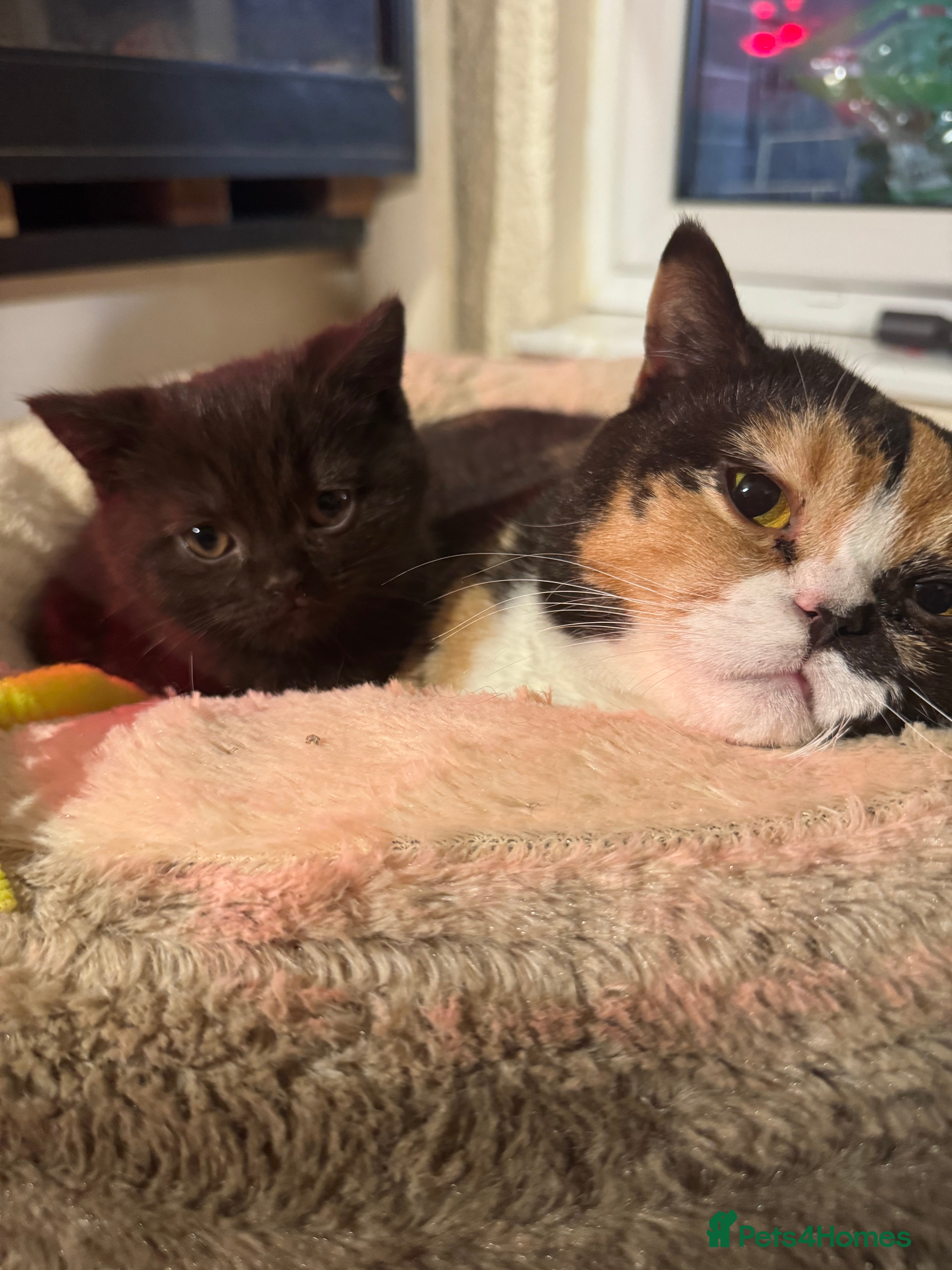 British Shorthair cats British Short Hair Chocolate kitten female  - Advert 1