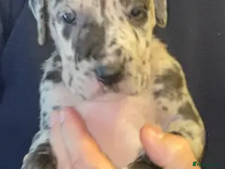 Great Dane dogs Beautiful kc reg Great Dane puppies - Advert 4