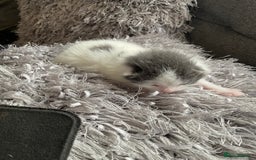 Mixed Breed cats for sale: We are all looking for homes soon - Image 1