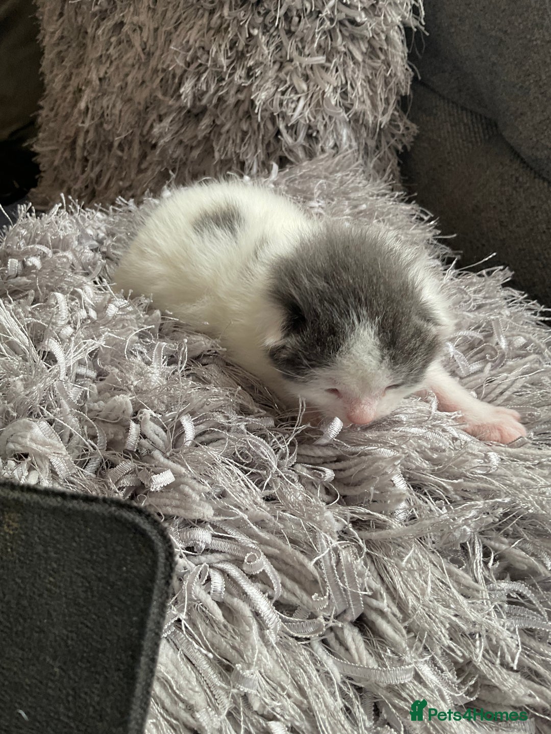 Mixed Breed cats for sale: We are all looking for homes soon - Image 1
